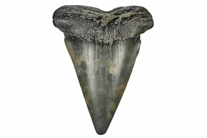 Fossil Broad-Toothed Mako Tooth - South Carolina #170357
